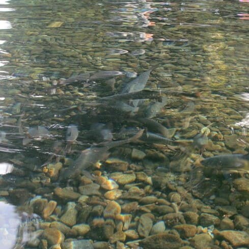 objek-wisata-cibulan-kuningan-2_43 (2)